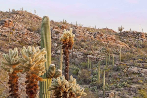 USA, Arizona, Tucson Desert scenic in Saguaro NP